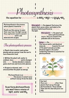 an info sheet describing the different types of photosynthss and how they are used