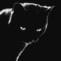 a black and white photo of a cat's face in the dark, with its eyes wide open