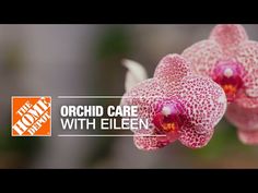 two pink flowers with the words orchid care with ellen on it's left side