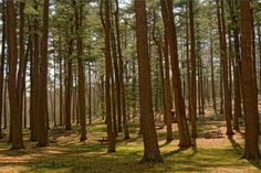 the woods are full of tall trees and grass