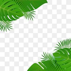 some green leaves on a white background with no image in the bottom right hand corner