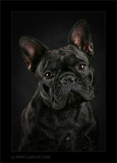 a black french bulldog is looking at the camera with an intense look on his face