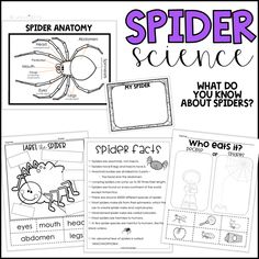 spider science worksheet with pictures and text