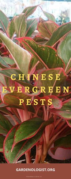 a close up of a plant with the words chinese evergreen pests