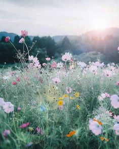 a field full of wildflowers with the sun shining in the distance behind them