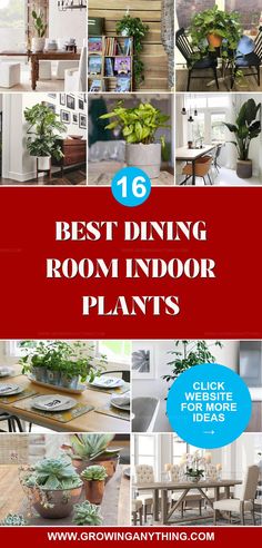 the best dining room indoor plants to grow in your home and garden, including succulents