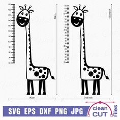 a giraffe height chart with the measurements