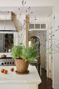 a potted plant sitting on top of a kitchen counter