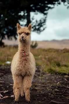 an alpaca standing in the middle of a dirt field with trees in the background