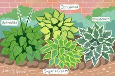 an illustration of different types of plants in the garden