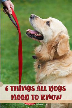 a golden retriever holding a red leash with the words 6 things all dogs need to know