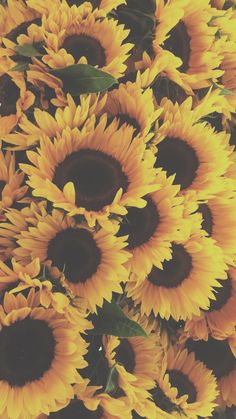 a bunch of sunflowers that are yellow and brown