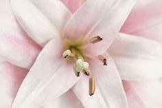 the center of a pink and white flower