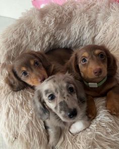 three puppies are sitting in a fluffy dog bed with their heads resting on each other