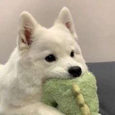 a white dog holding a green stuffed animal