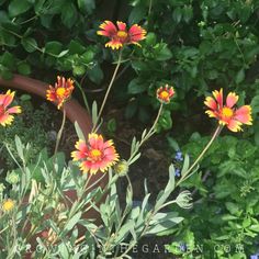 some flowers that are growing in the dirt