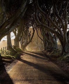 an image of a road that is lined with trees