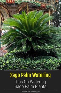 a large green plant sitting in the middle of a lush green park with text overlay saying sago palm watering tips on watering sago palm plants