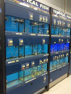 several rows of fish tanks in a store