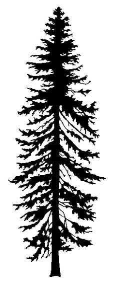 a black and white silhouette of a pine tree