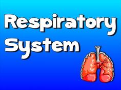 the words respiratory system are in front of an image of a lungs