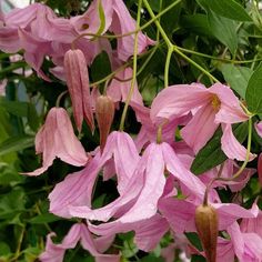 pink flowers are blooming on the tree in the sun light, with green leaves