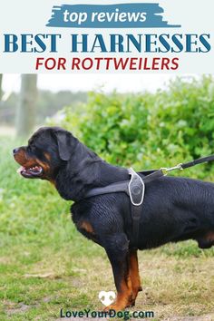 a black and brown rotweiler standing on top of a grass covered field with the words best harnesses for rotweilers