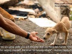 a person is feeding a small dog something out of his hand while another looks on