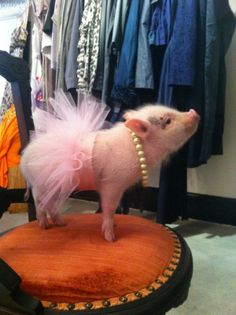 a small pig wearing a pink dress on top of a chair