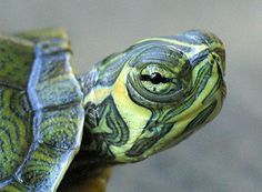 a close up view of a turtle's head and neck, with its eyes wide open