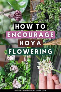 the words how to encourage hoya flowering on top of pictures of flowers