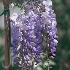 Jungle Gardens on Avery Island, Louisiana Japanese Wisteria, Chinese Wisteria, Wisteria Sinensis, Plant Seedlings, Patio Plants, Garden Club