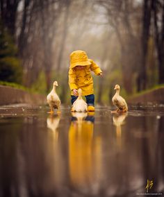 a little boy in yellow jacket and ducklings on wet ground