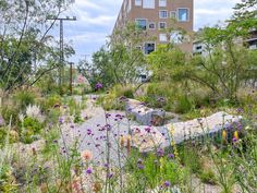 an urban garden with rocks and flowers in the foreground, next to a building