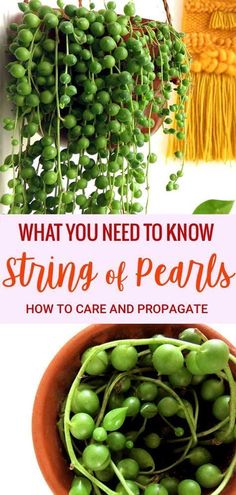 what you need to know about string of pearls how to care and propagate