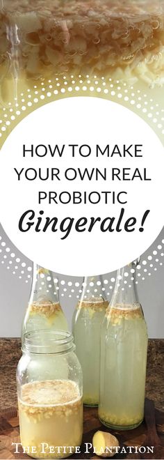 how to make your own real probiotic gingerade