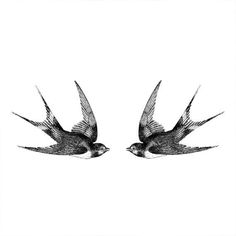 two birds flying next to each other on a white background