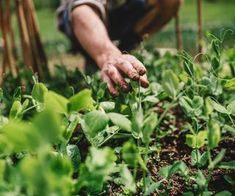 a man kneeling down in the middle of a field with green plants growing on it