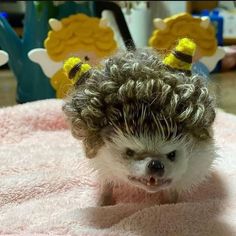 a small hedgehog with some hair on it's head