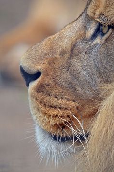 a close up of a lion's face with it's eyes closed and his head resting on the ground