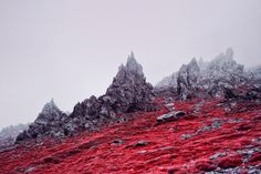 red grass on the side of a mountain covered in snow