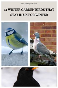 four different birds sitting on top of each other in front of a brick wall with the words winter garden birds that stay in uk for winter