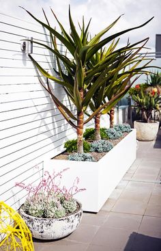 two large potted plants sitting next to each other