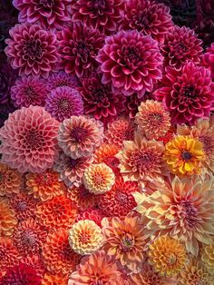 many different colored flowers are arranged together