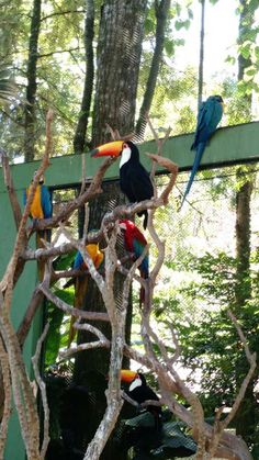 there are many colorful birds perched on the tree branches