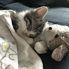 a kitten sleeping next to a stuffed animal