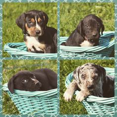 four pictures of two puppies in a basket