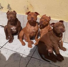 four brown pitbulls are sitting on the tile floor and one is looking at the camera