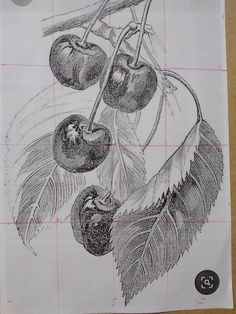 a drawing of cherries hanging from a tree branch