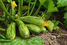 cucumbers are growing in the garden with green leaves